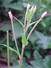 Epilobium adenocaulon