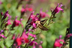 Thysanoplusia orichalcea