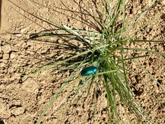 Chrysochus cobaltinus