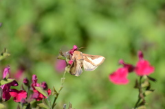 Thysanoplusia orichalcea