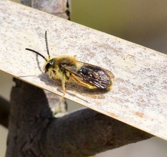 Andrena hippotes