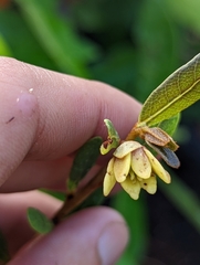 Deeringothamnus rugelii