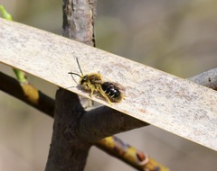 Andrena hippotes