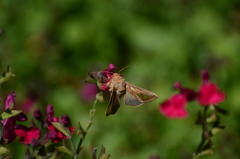 Thysanoplusia orichalcea