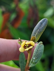 Deeringothamnus rugelii