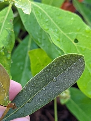 Deeringothamnus rugelii