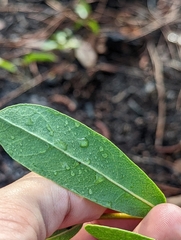 Deeringothamnus rugelii