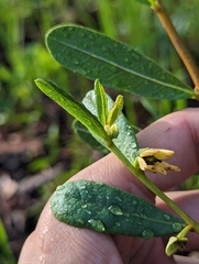 Deeringothamnus rugelii