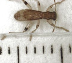 Lemidia aptera