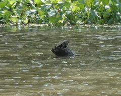 Sternotherus carinatus