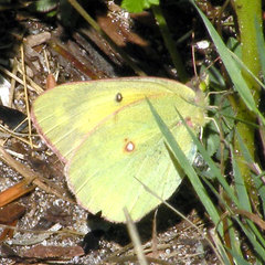 Colias occidentalis