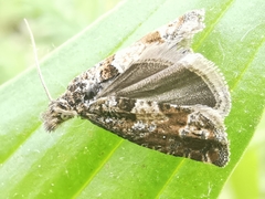 Pelochrista fusculana