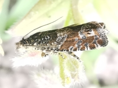Pelochrista fusculana
