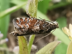 Pelochrista fusculana