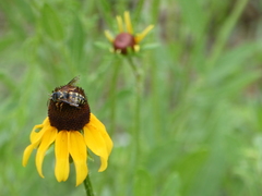 Bicyrtes insidiatrix