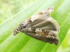 Pelochrista fusculana