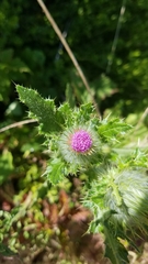 Cirsium brevistylum