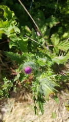 Cirsium brevistylum