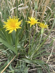 Nothocalais cuspidata