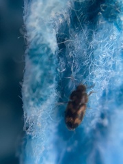 Litargus connexus