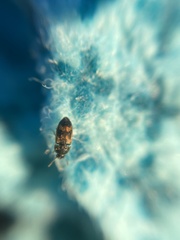 Litargus connexus