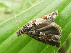 Pelochrista fusculana
