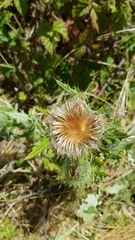 Cirsium brevistylum