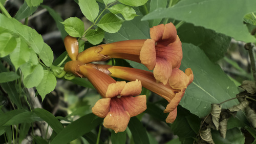 Trumpet Vine plant photo (Campsis radicans)