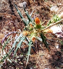 Ptilostemon rhiphaeus