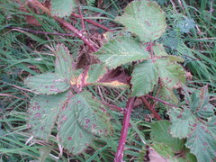 Rubus mollis