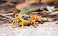 Gryllacris menglaensis