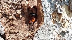 Image of Camponotus discolor