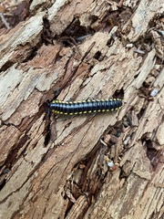 Harpaphe haydeniana scotia