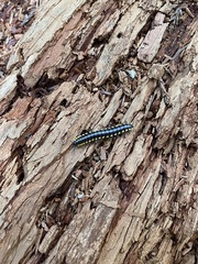 Harpaphe haydeniana scotia