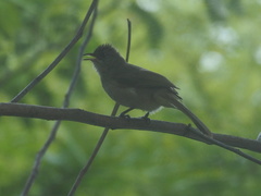 Pycnonotus conradi