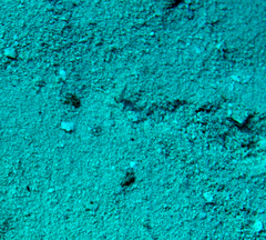 Chaenopsis limbaughi