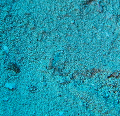 Chaenopsis limbaughi