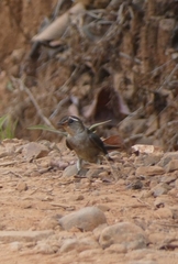 Stelgidopteryx ruficollis