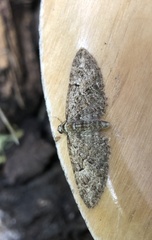 Eupithecia abbreviata