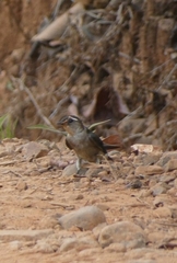Stelgidopteryx ruficollis