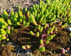 Sedum acre