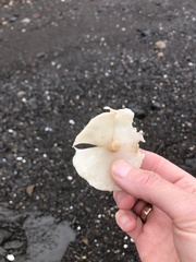 Constantinea simplex