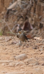 Stelgidopteryx ruficollis