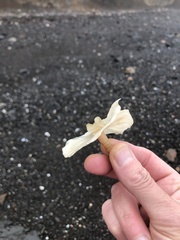 Constantinea simplex