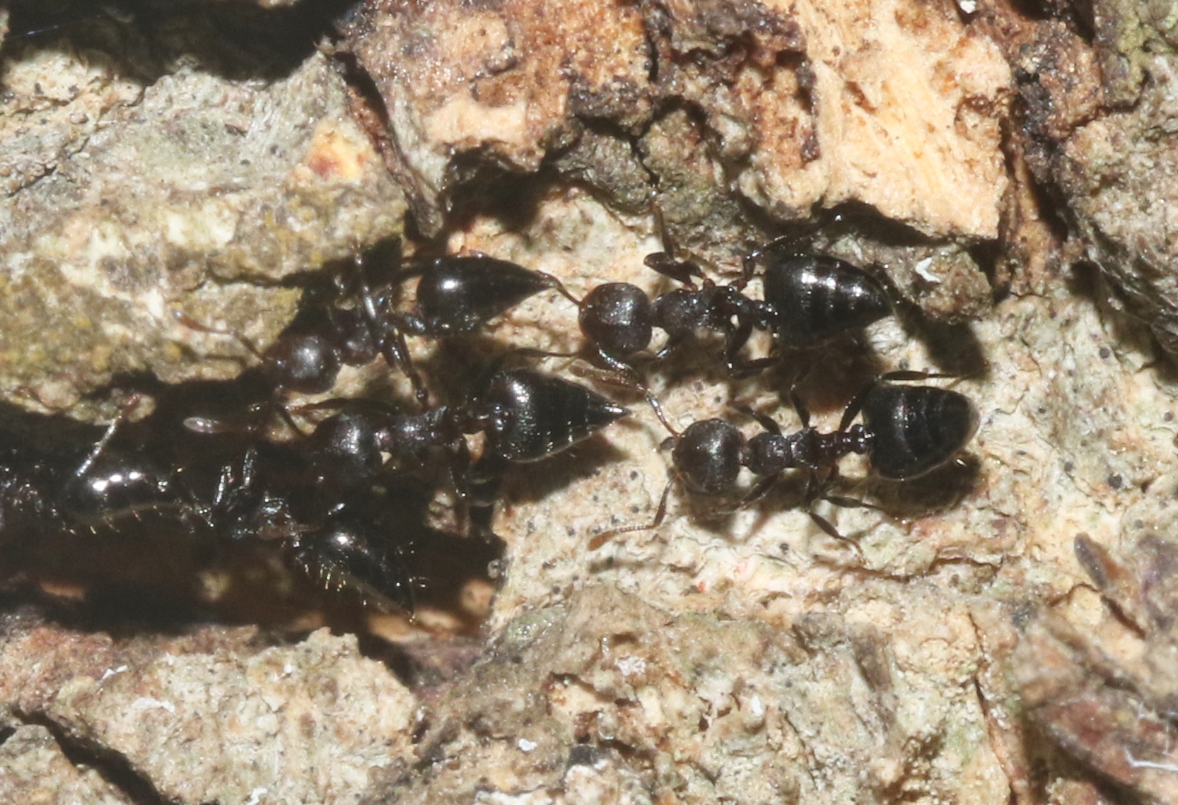 Crematogaster corvina