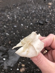 Constantinea simplex