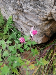 Zaluzianskya katharinae