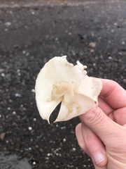 Constantinea simplex