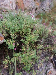 Zaluzianskya katharinae