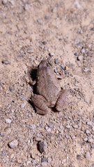 Microhyla berdmorei